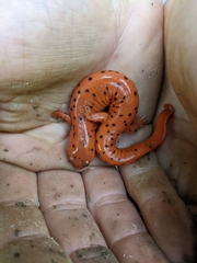 Pseudotriton montanus