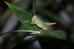 Hieroglyphus tonkinensis