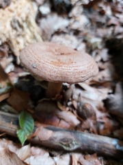 Lactarius torminosus