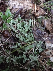 Cladonia squamosa