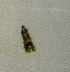 Eulogia ochrifrontella