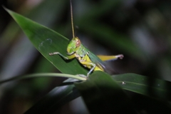 Hieroglyphus tonkinensis