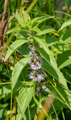Mentha canadensis
