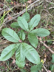 Quercus imbricaria