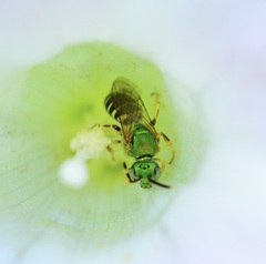 Agapostemon virescens