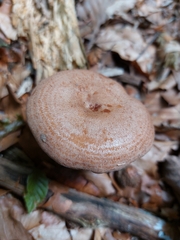 Lactarius torminosus