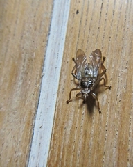 Hippoboscidae