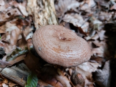 Lactarius torminosus
