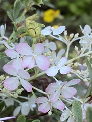 Hydrangea paniculata