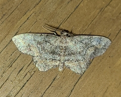Hypagyrtis