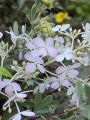 Hydrangea paniculata