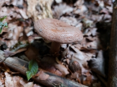 Lactarius torminosus