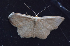 Scopula inductata