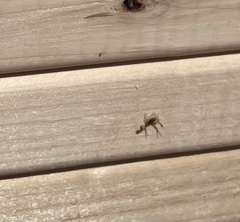 Centruroides vittatus