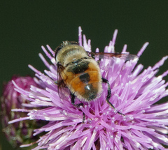 Eristalis anthophorina