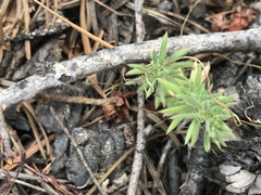Galium andrewsii
