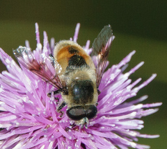 Eristalis anthophorina