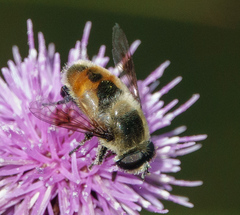 Eristalis anthophorina