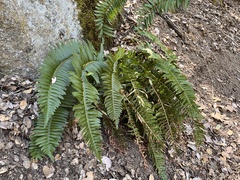 Polystichum imbricans