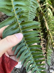 Polystichum imbricans