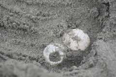 Lepidochelys olivacea