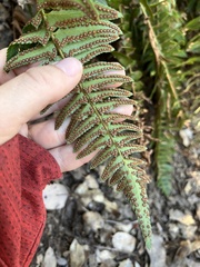 Polystichum imbricans