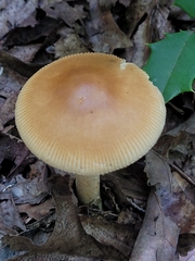 Amanita crocea