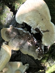 Trametes pavonia