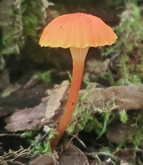 Hygrocybe cantharellus