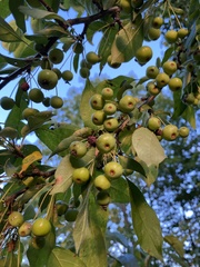 Malus baccata