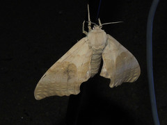 Pachysphinx occidentalis