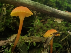 Hygrocybe cantharellus