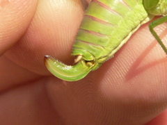 Scudderia curvicauda