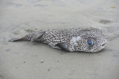 Diodon hystrix