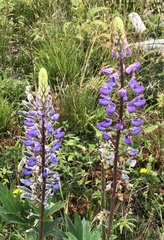 Lupinus polyphyllus