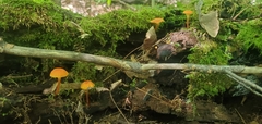 Hygrocybe cantharellus