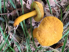 Aureoboletus auriflammeus