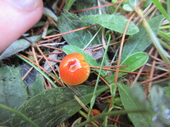 Gliophorus perplexus