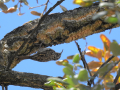 Certhia brachydactyla