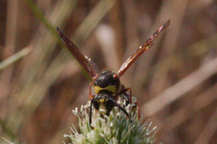 Delta unguiculatum