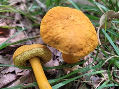 Aureoboletus auriflammeus