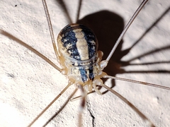 Cosmobunus granarius