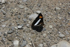 Adelpha malea fundania