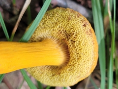 Aureoboletus auriflammeus