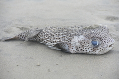 Diodon hystrix