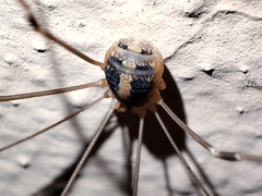 Cosmobunus granarius