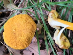 Aureoboletus auriflammeus