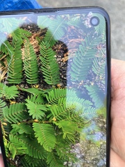 Chamaecrista fasciculata