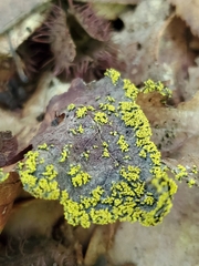 Candelariella efflorescens