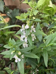 Prostanthera lasianthos